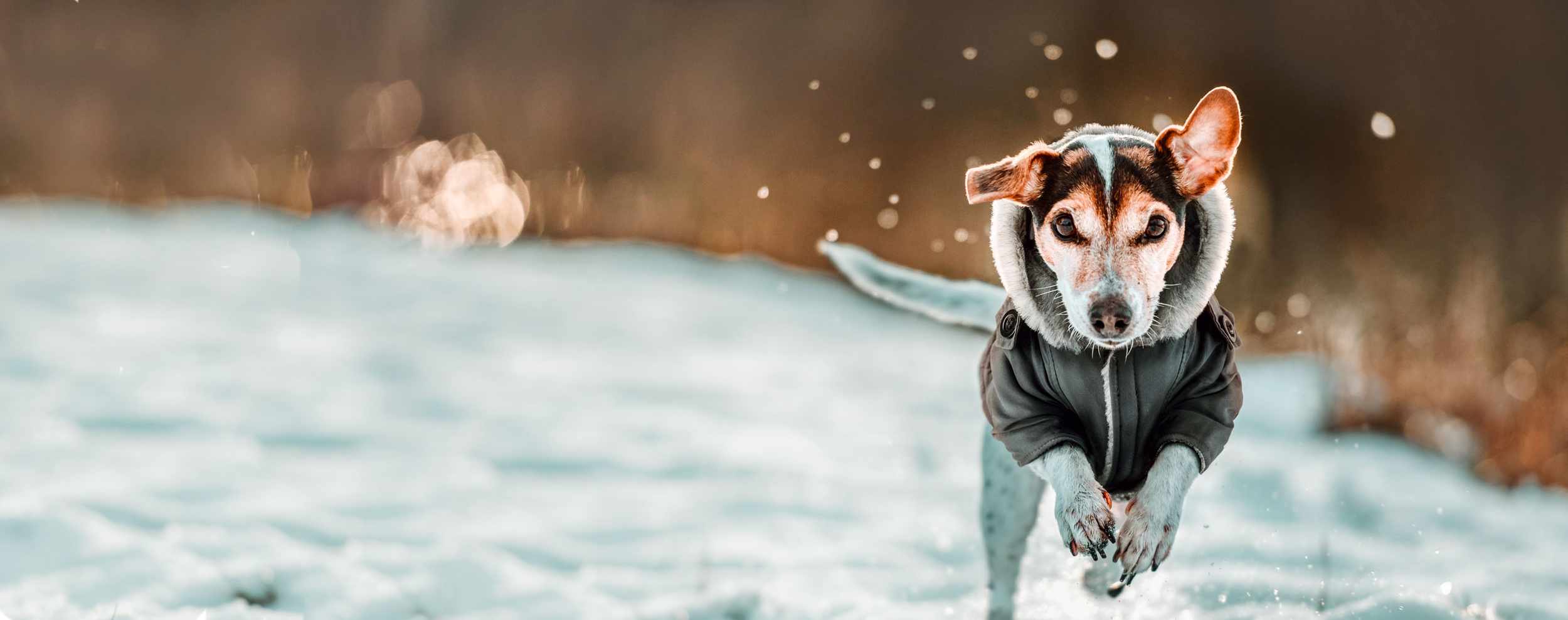 Freezack_Hero_Hund_Zack_WEB3